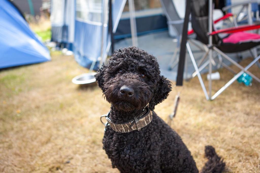 Pm Dennendijk Mobile Home Water アステン 部屋 写真